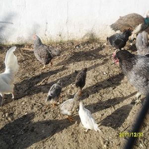 As de Irippo,( hacia 30 a.C.) 705427598